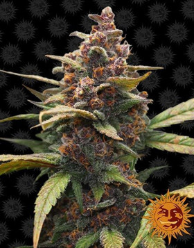Ayahuasca Purple