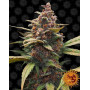 Ayahuasca Purple
