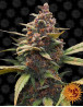 Ayahuasca Purple