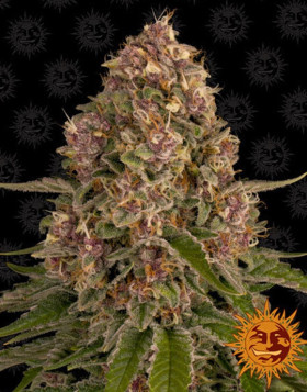 Pink Kush