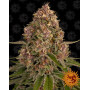 Pink Kush