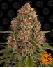 Pink Kush