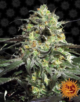 Peyote Cookies