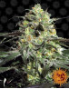 Peyote Cookies