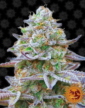 Gorilla Zkittlez