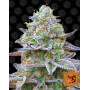 Gorilla Zkittlez