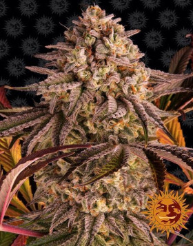 Blue Sunset Sherbert