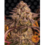 Blue Sunset Sherbert