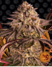 Blue Sunset Sherbert