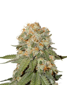 Orange Bud Feminizada - Consejos + Venta Semillas - SLC