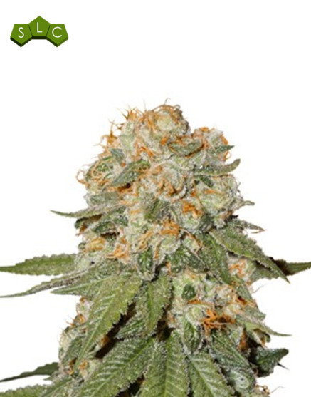 Orange Bud Feminizada - Consejos + Venta Semillas - SLC