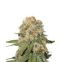 Orange Bud Feminizada - Consejos + Venta Semillas - SLC
