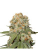 Orange Bud Feminizada - Consejos + Venta Semillas - SLC