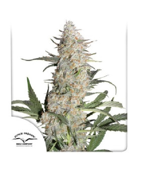 Critical Orange Punch