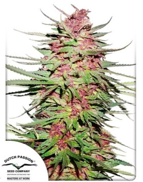 Purple #1  - Regalo en Todos los Pedidos - SemillasLowCost