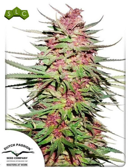 Purple #1  - Regalo en Todos los Pedidos - SemillasLowCost