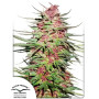 Purple #1  - Regalo en Todos los Pedidos - SemillasLowCost