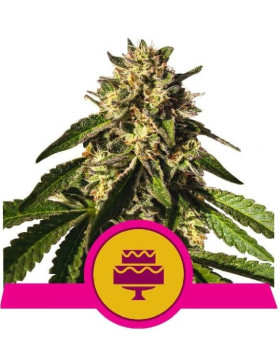 Wedding Gelato
