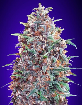 Auto Purple Diesel - Semillas Marihuana Morada y Automática - SLC