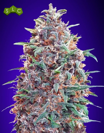 Auto Purple Diesel - Semillas Marihuana Morada y Automática - SLC
