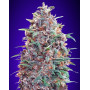 Auto Purple Diesel - Semillas Marihuana Morada y Automática - SLC