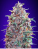 Auto Purple Diesel - Semillas Marihuana Morada y Automática - SLC