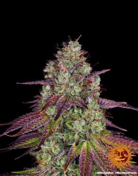 Mimosa Evo
