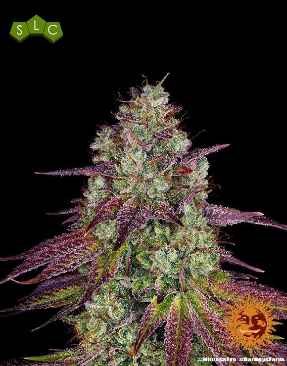 Mimosa Evo