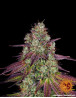 Mimosa Evo