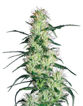 Marihuana Purple Haze - Semillas originales feminizadas - SLC