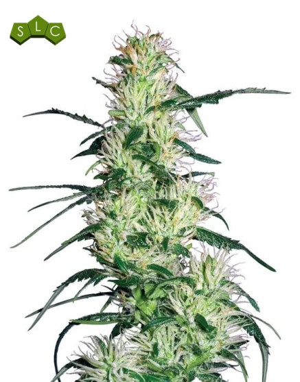 Marihuana Purple Haze - Semillas originales feminizadas - SLC