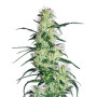 Marihuana Purple Haze - Semillas originales feminizadas - SLC