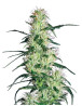 Marihuana Purple Haze - Semillas originales feminizadas - SLC