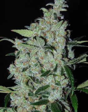 Semillas Purple Mexican - Envío a Domicilio con regalo - SLC