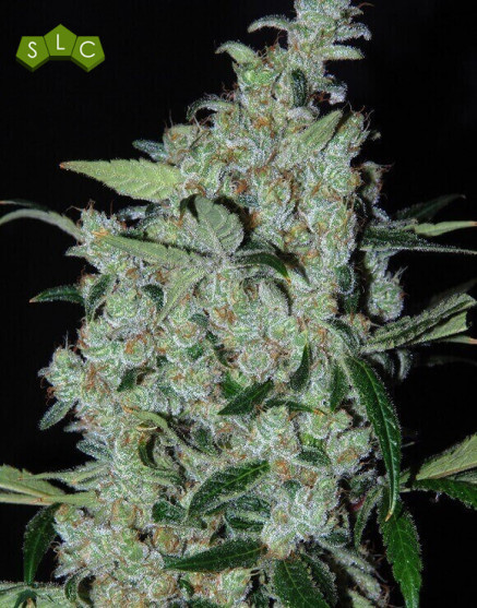 Semillas Purple Mexican - Envío a Domicilio con regalo - SLC