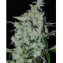 Semillas Purple Mexican - Envío a Domicilio con regalo - SLC
