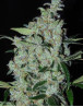 Semillas Purple Mexican - Envío a Domicilio con regalo - SLC