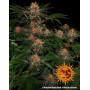 Purple Punch Auto