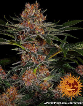 Purple Punch Auto