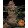 Purple Punch Auto