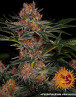 Purple Punch Auto