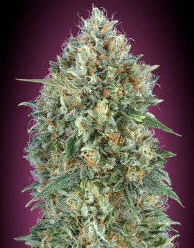 Auto Gelato #33 - Semillas baratas - Marihuana Automática