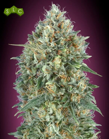 Auto Gelato #33 - Semillas baratas - Marihuana Automática