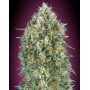 Auto Gelato #33 - Semillas baratas - Marihuana Automática
