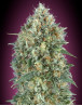 Auto Gelato #33 - Semillas baratas - Marihuana Automática