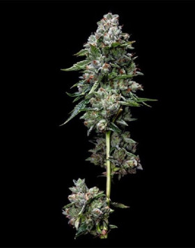Kosher Kush