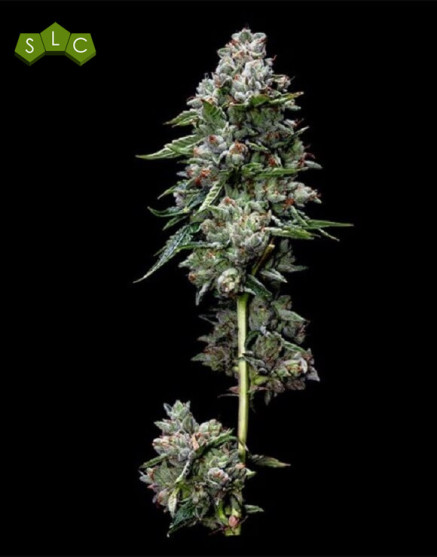 Kosher Kush