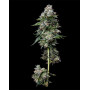 Kosher Kush