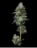 Kosher Kush