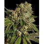 Kosher Kush